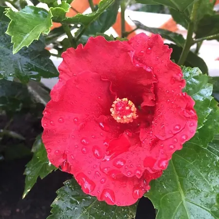 Topazio Daire Villasimius